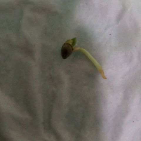 Don Diego - Chalupa growlog photo: No se ha visto un crecimiento en la radicula de la semilla 
En un ambiente húmedo cerrado 
