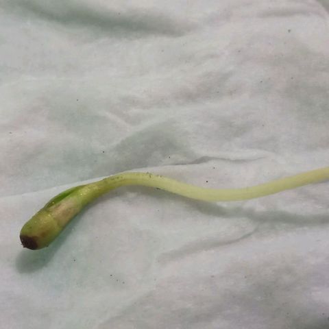 Don Diego - Chalupa growlog photo: La radicula ya aumento su tamaño por lo que se realizará el cambio al sistema de hidroponía
Está es la último foto en la cámara húmeda cubierta 