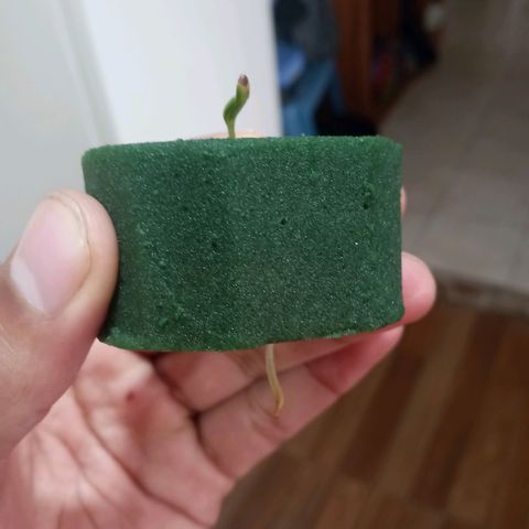 Don Diego - Chalupa growlog photo: Se hizo el cambio a hidroponía de mantendrá húmedo la radicula con un oasis 
Se espera un mejor desarrollo hasta el momento se llevará con agua destilada el regio y cambio diario de agua 