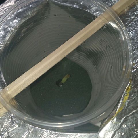 Don Diego - Chalupa growlog photo: Se nota un desarrollo de la hoja falsa
La longitud de la radicula es de uno 2,5cm 
En un ambiente hidropónico 
A temperatura ambiente
Se piensa en cerrar en un camara 