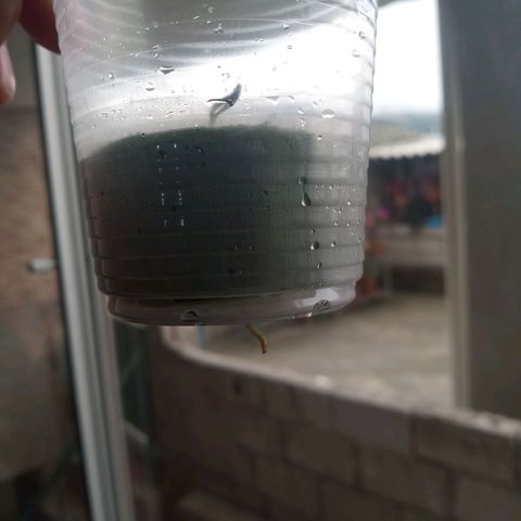 Don Diego - Chalupa growlog photo: Se utilizarán sustancias de macro y micro  elementos de A, B, C  con medidor de ph 

Se nota que la radicula está en 3 cm 
En hidroponía
Con agua hervida 
A temperatura ambiente 
Color verde claro de la plántula 

