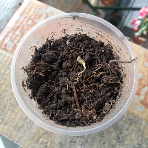 Don Diego - Chalupa growlog photo: La pantula se pasó a un sustrato para su desarrollo y mejorar su radicula 
Se espera poder realizar otro transplante 