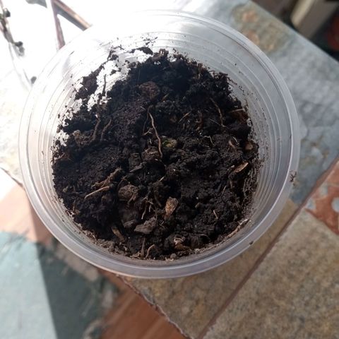 Don Diego - Chalupa growlog photo: La plantula no logro desarrollar su radicula y por causas del transplante prematuro no logro sobrevivir
