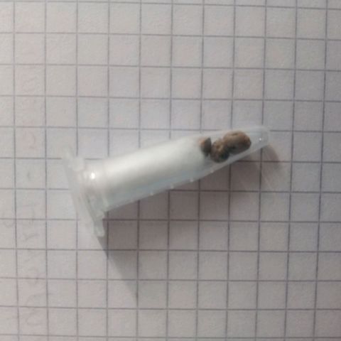 Don Diego - Chalupa growlog photo: Se realizó la compra de 3 semilas nuevas de Chalupas 
Se relalizara la germinación por método de agua destilada con agua oxigenada por 48 horas en total oscuridad 