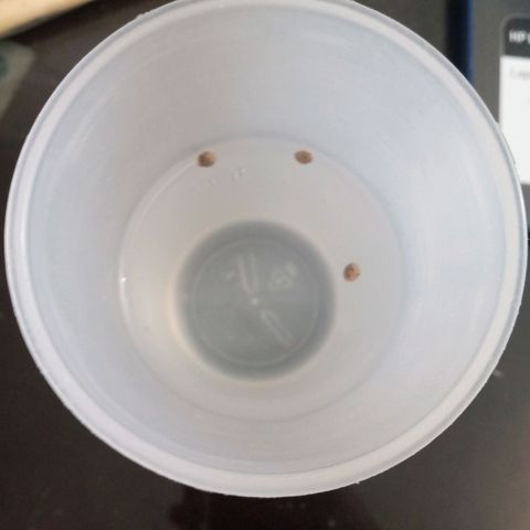 Don Diego - Chalupa growlog photo: Se realiza el metodo de germinación por agua destilada y agua oxigenada 
Las semillas tienen varios burbujas alrededor
Se realizará el cambio a ambiente húmedo a ser sumergidas las semillas 