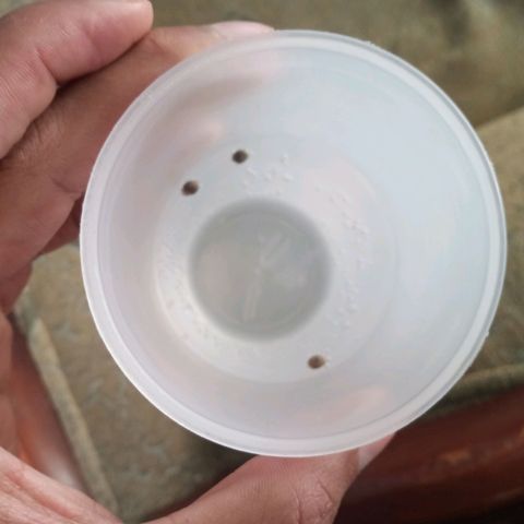 Don Diego - Chalupa growlog photo: Ha pasado 24 horas y las semillas aún no han desendido al fondo del baso por lo que se dejará que sigan sumergidas en este método 
Se espera que en dos días estarán sumergidas y sera cambiadas a un ambiente húmedo 
