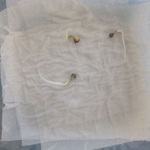 Don Diego - Chalupa growlog photo: El método de germinación ha cumplido con el objetivo de poder desarrollar la radicula de la semilla 
Por lo cual se llevará acabó el transplante de la semilla a tierra para su posterior desarrollo radicular y poder realizar la hidroponía 