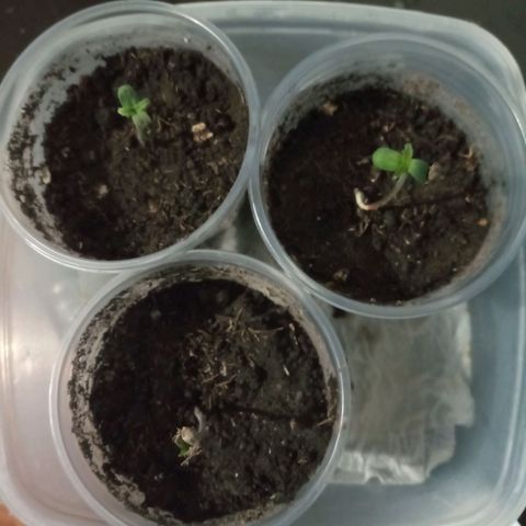 Don Diego - Chalupa growlog photo: Las semillas fueron transplantada al sustrato 
Para el desarrollo de la plantula 
Hasta ahora 
La altura en promedio es de 3cm 
Cada una con 3 foliolos o hojas falsas 