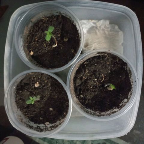 Don Diego - Chalupa growlog photo: El transplante sigue su pie y las plantas están aumentando su altura y desarrollo de foliolos ahora cada uno se concentra en el promedio de 4 foliolos 
Una de las plantas está retirando el casacaron de las semillas 
El promedio es una altura de 4,5 cm