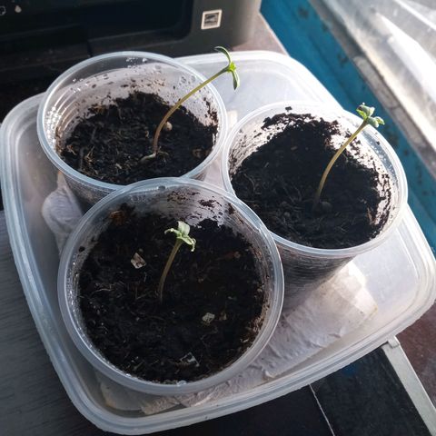 Don Diego - Chalupa growlog photo: Ha transcurrido los día 3 del transplante a sustrato 
Se coloca las plantas en un medio tapado para mejorar su riego 
El riesgo es dependiendo de la necesidad de la plata 
Sus foliolos continúan en cuatro 
La altura promedio es de 5,6 cm