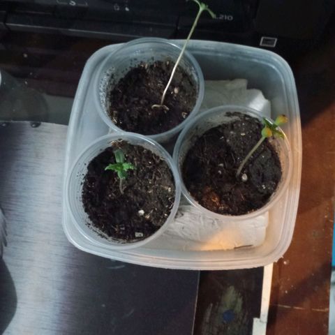 Don Diego - Chalupa growlog photo: El transplante mejoro al desarrollo de las plantulas 
Un ade ellas al ser transplantada no se la tapo bien se le colocará más sustrato para su desarrollo 
El conteo continua en 4 foliolos 
Altura 6,5 cm
Color verde claro 