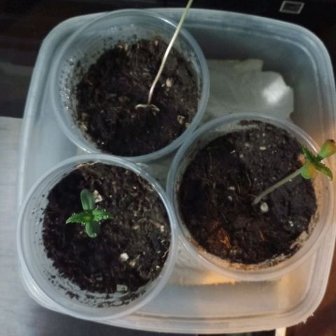 Don Diego - Chalupa growlog photo: La humedad de la cámara mantiene muy bien regadas y con temperatura óptima a la planta se espera el desarrollo adecuado 
Foliolos 4 se comienza a ver hojas relajes 
Altura promedio 7 cm 
Cómo verde claro