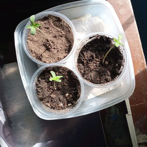 Don Diego - Chalupa growlog photo: Se puede notar mayor color en la hojas y las hojas verdaderas esperadas
El promedio de altura es de 7,3cm 
