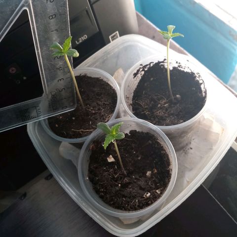 Don Diego - Chalupa growlog photo: Las plantas están desarrollando de manera correcta 
Tiene un color verde claro 
Con sus 2 cotiledones cada planta 
En un promedio de. 7,5cm 