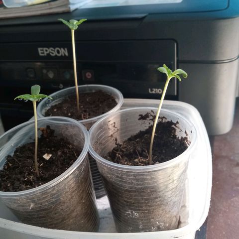 Don Diego - Chalupa growlog photo: Se esperara 4 días más para el transplante a hidroponía 
Cada planta tiene un desarrollo adecuado 
Color verde claro 
Tiene un promedio de 7,8cm 