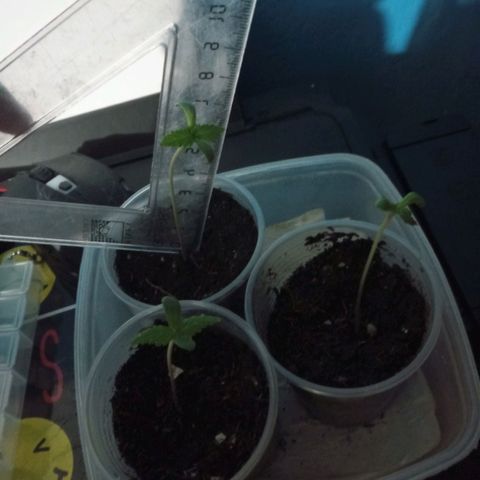 Don Diego - Chalupa growlog photo: Cada planta presenta 2 foliolos
Se la tiene en cámara húmeda con vasos que tiene varios horificios para mantener el 60% de la humedad 
Fase fenologia: 1002
Un promedio de altura de 8,1 cm