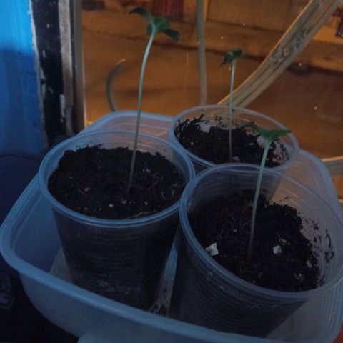 Don Diego - Chalupa growlog photo: Se sigue manteniendo la cámara húmeda con vasos con horificios 
El riego se lo da cada que la planta lo necesite por lo menos cada 3 días con agua hervida 
Fase fenologia: 1002 
Promedio de altura de 8,2 