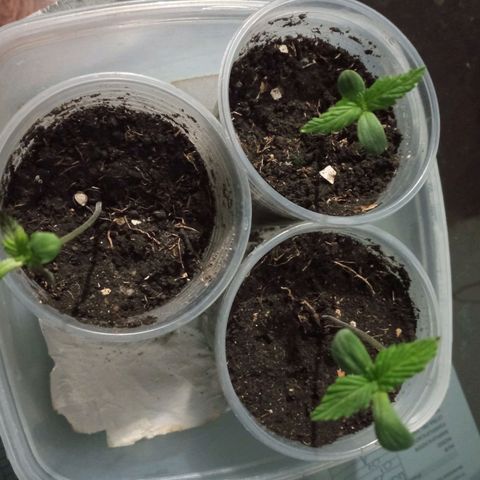 Don Diego - Chalupa growlog photo: Se mantiene la cámara huemda con vaso con horificios 
Una de las plantas presento en uno de sus foliolos quemaduras en la punta de las hojas 
Fase fenologia: 1002
Promedio de altura: 8,4 
