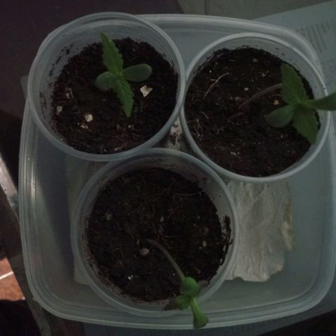 Don Diego - Chalupa growlog photo: Se mantiene la cámara húmeda con vasos con horificios
Una de las plantas se está recuperando de una quemadura cuidada por la luz o agua 
Fase fenologia: 1002 
Promedio de altura 8,4 cm