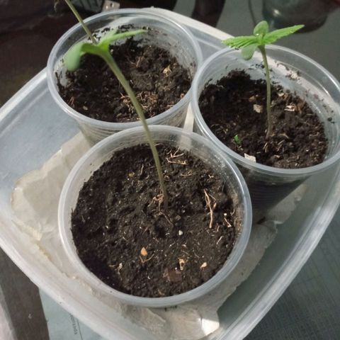 Don Diego - Chalupa growlog photo: Se mantiene la cámara húmeda con vasos con horificios
Ya aparecen el 2 para de foliolos 
Fase fenologia de 1004
Promedio de altura de 8,5 cm