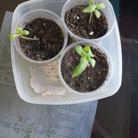 Don Diego - Chalupa growlog photo: Se mantiene la cámara húmeda con vasos con horificios
Ya aprecion con más claridad su segundo par de foliolos 
Fase fenologia: 1004
Promedio de altura 8,6