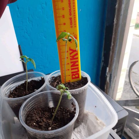 Don Diego - Chalupa growlog photo: Se mantiene la cámara húmeda con vasos con horificios
Las plantas ya necesitan tutor por lo cual se utilizará palos de pinchos 
Fase fenologia 1004 
Promedio de altura 8,6