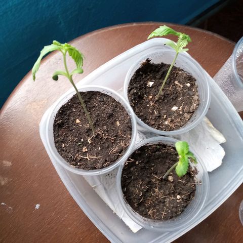 Don Diego - Chalupa growlog photo: Se sigue manteniendo la humedad 
Fase fenologia 1004
Reigo es según lo necesite la planta
Altura promedio 8,4 
