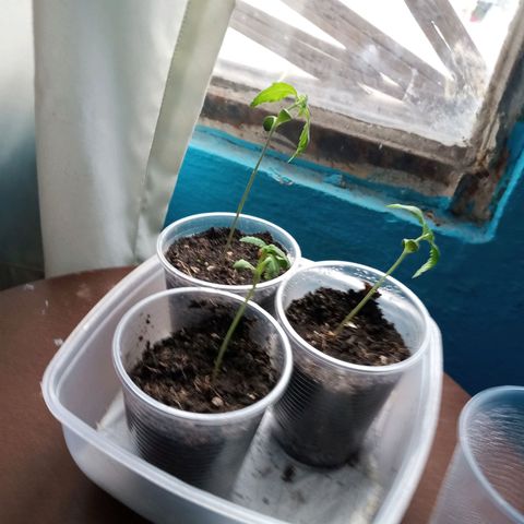 Don Diego - Chalupa growlog photo: Se mantiene aún la humedad con cámara húmeda 
Fase fenologia 1004 
Altura promedio 1004 
En unos días se transfiere a hidrponia