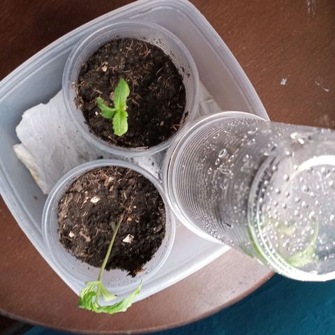 Don Diego - Chalupa growlog photo: La huemdad conservada ha mantenido la salud le de la planta 
Fase fenologia 1004 
Altura promedio 8,7
Dos repeticiones se pasarán a hidrponia 