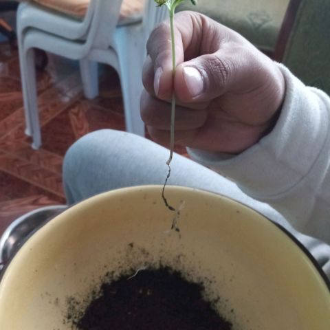 Don Diego - Chalupa growlog photo: Hoy s pasará las plantas a hidrponia 
2 repeciones se llevarán acabo 
Con nutrientes A B y C con un pH entre 7 a 6 
Largo d ella radicula de la r 1 es de 8 cm 
De r 2 es de 13 cm 
Se dejará una repetición en Sustrato
Fase fenologia 1004
Altura promedio 8,7 