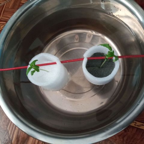 Don Diego - Chalupa growlog photo: Hoy s pasará las plantas a hidrponia 
2 repeciones se llevarán acabo 
Con nutrientes A B y C con un pH entre 7 a 6 
Largo d ella radicula de la r 1 es de 8 cm 
De r 2 es de 13 cm 
Se dejará una repetición en Sustrato
Fase fenologia 1004
Altura promedio 8,7 