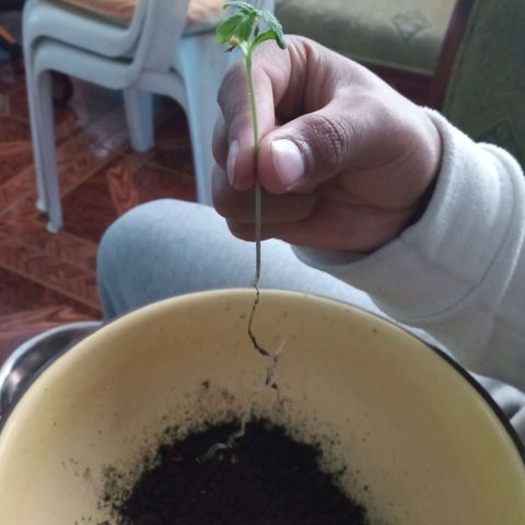 Don Diego - Chalupa growlog photo: Hoy s pasará las plantas a hidrponia 
2 repeciones se llevarán acabo 
Con nutrientes A B y C con un pH entre 7 a 6 
Largo d ella radicula de la r 1 es de 8 cm 
De r 2 es de 13 cm 
Se dejará una repetición en Sustrato
Fase fenologia 1004
Altura promedio 8,7 