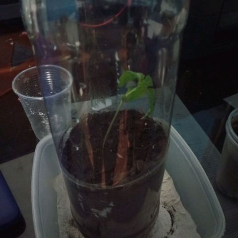 Don Diego - Chalupa growlog photo: Hoy s pasará las plantas a hidrponia 
2 repeciones se llevarán acabo 
Con nutrientes A B y C con un pH entre 7 a 6 
Largo d ella radicula de la r 1 es de 8 cm 
De r 2 es de 13 cm 
Se dejará una repetición en Sustrato
Fase fenologia 1004
Altura promedio 8,7 