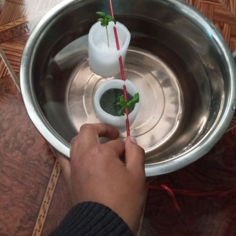 Don Diego - Chalupa growlog photo: El desarrollo de las plantas en hidrponia es lento se estreso mucho la planta 
Fase de tierra sigue vigorosa se aumento el sustrato y espacio mantenimiento la cámara huemda 
Fase fenologia 1006 
Promedio de altura 9 cm