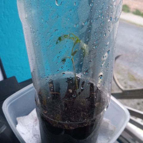 Don Diego - Chalupa growlog photo: El desarrollo de las plantas en hidrponia es lento se estreso mucho la planta 
Fase de tierra sigue vigorosa se aumento el sustrato y espacio mantenimiento la cámara huemda 
Fase fenologia 1006 
Promedio de altura 9 cm