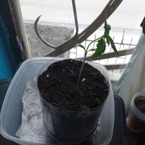 Don Diego - Chalupa growlog photo: Una repetición de hidroponía aún no se acopla al transplante 
La de tierra mantiene una buena ergida 
Etapa fenologica 1006 
Promedio de altura 9,2 