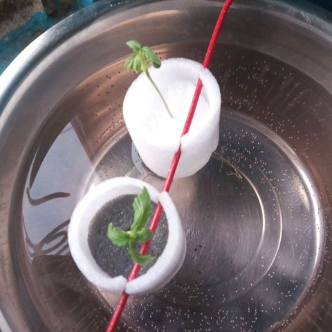 Don Diego - Chalupa growlog photo: Una repetición de hidroponía aún no se acopla al transplante 
La de tierra mantiene una buena ergida 
Etapa fenologica 1006 
Promedio de altura 9,2 