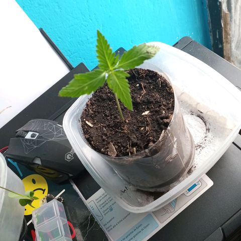 Don Diego - Chalupa growlog photo: Las dos repetición conservan humedad, el agua con Sustrato llevan cambio cada día 
La repetición en tierra lleva una buena firmeza con 3 pareces de foliolos 
Fase fenologica 1006 
Promedio de altura 9,3