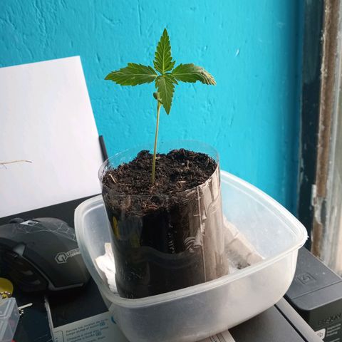 Don Diego - Chalupa growlog photo: La repetición en tierra tiene un tutor para su formación ergida 
Las repetisiones de hidroponía siguen estresadas aunque su desarrollo no se ha detenido 
Fase fenologica 1006 
Promedio de altura 9,3