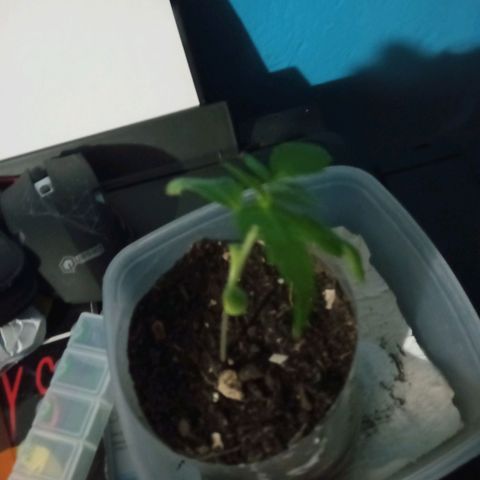 Don Diego - Chalupa growlog photo: La repetición es en hidroponía mantienen su humedad y reices aumentan de longitud pero no su área foliar 
Repetición en tierra va muy bien con una altura buena 
Fase fenologica : 1006
Altura promedio 9,3
