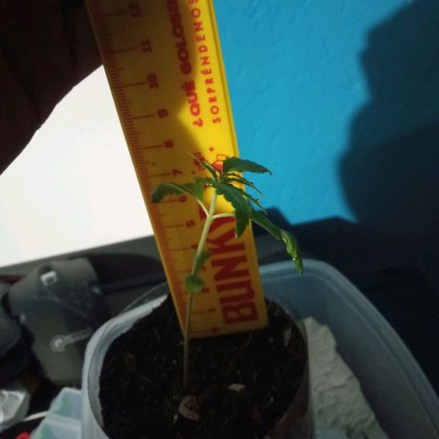 Don Diego - Chalupa growlog photo: Hidroponía se le cambió la solución de Sustrato 
Aún no se ve ninguna mejora 
Tierra tutor necesario se mantiene aún la humedad 
Fase fenologica : 1006
Promedio de altura: 9,3 
Riego cuando se lo necesite 