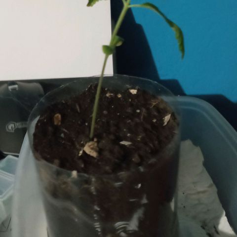 Don Diego - Chalupa growlog photo: Hidroponía se mantiene humedad y ph 
Sus raíces están en crecimiento 
Tierra continua con la conservación de huemdad 
Foliolos ha parecido un par 
Fase fenologica 1008
Promedio de altura 9,5 
