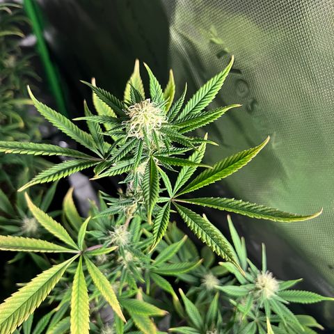Zkit  growlog timeline photo
