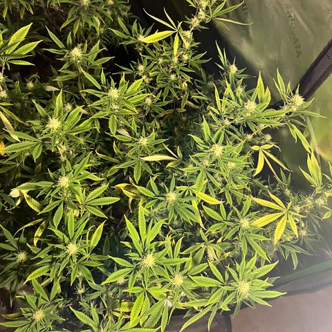 Zkit  growlog timeline photo