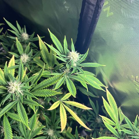 Zkit  growlog timeline photo