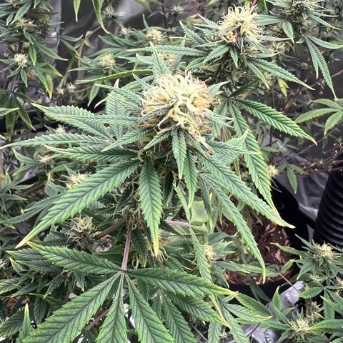 Zkit  growlog timeline photo