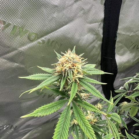 Zkit  growlog timeline photo