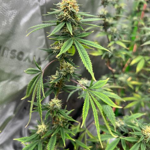 Zkit  growlog timeline photo