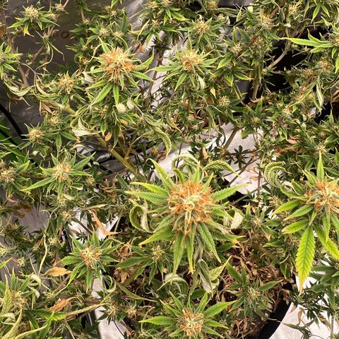 Zkit  growlog photo: Missed a couple water late in flower can do better next run fs💪🏽