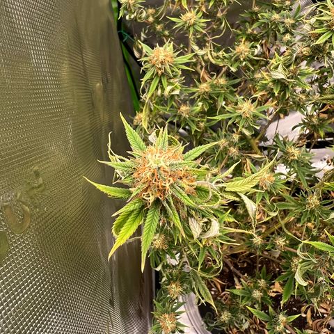 Zkit  growlog photo: Missed a couple water late in flower can do better next run fs💪🏽